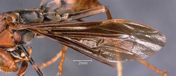 Media type: image;   Entomology 33138 Aspect: Wing front